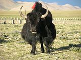Tibet Kailash 11 Back 09 Shishapangma Checkpoint Yak A majestic yak wandered around the Shishapangma Checkpoint.